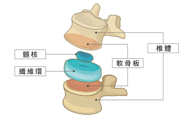 腰椎間盤構造分解圖